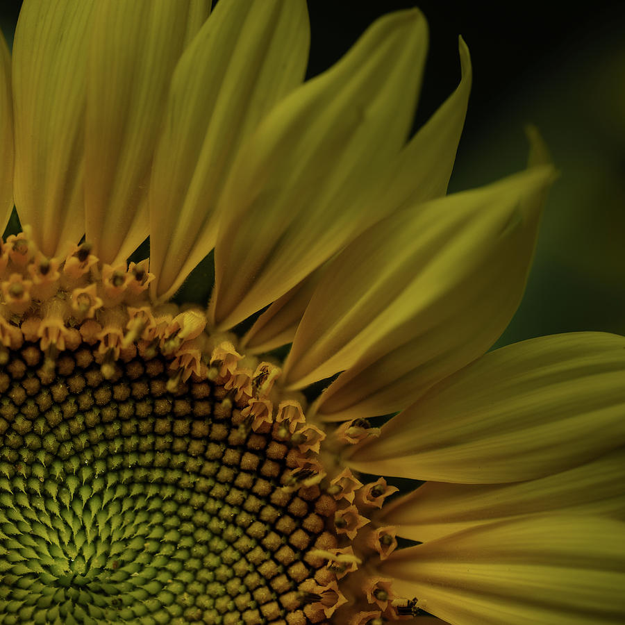 Sunflower #2 Photograph by Paul Freidlund