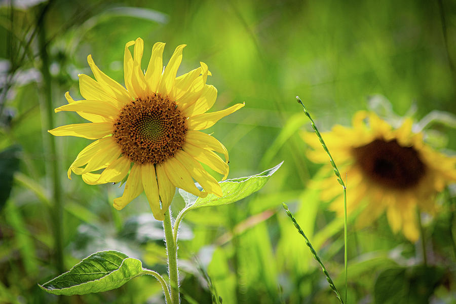 Sunflower #2 Photograph by Randy Bayne