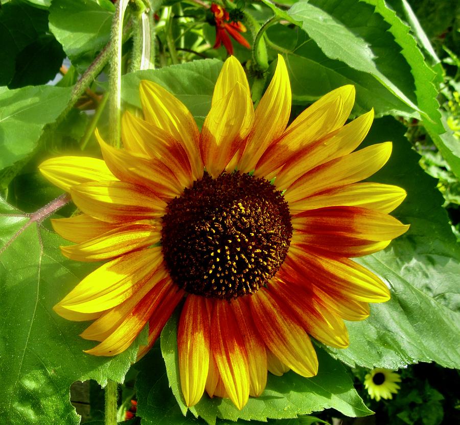 Sunflower #2 Photograph by Stephanie Moore