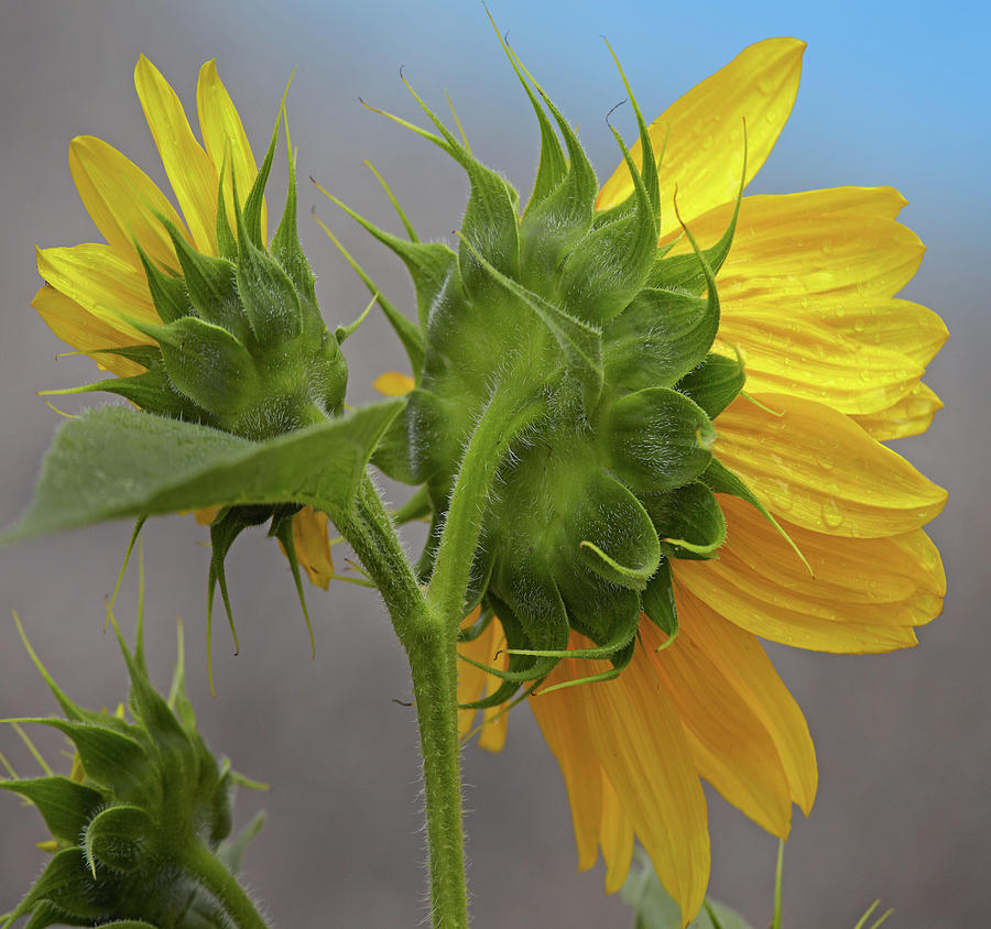 Sunflower Photograph - Sunflower #2 by Tim Fitzharris