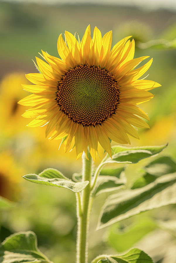 Sunflower Photograph