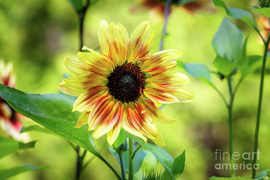 Sunniest Sunflower Photograph by Elizabeth Dow