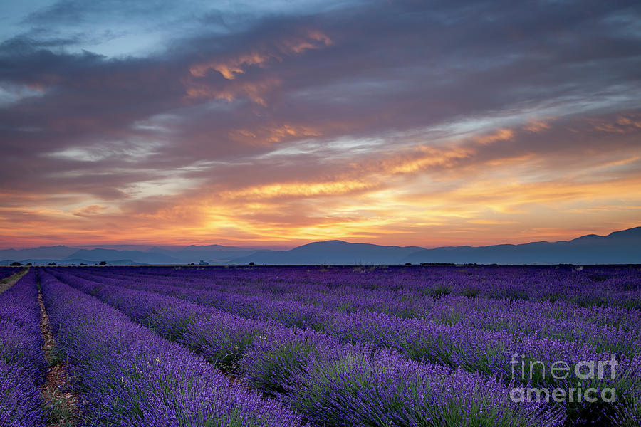 Sunrise over Lavender #1 Photograph by Brian Jannsen