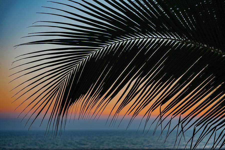 Sunset Palm Photograph by Tommy Farnsworth