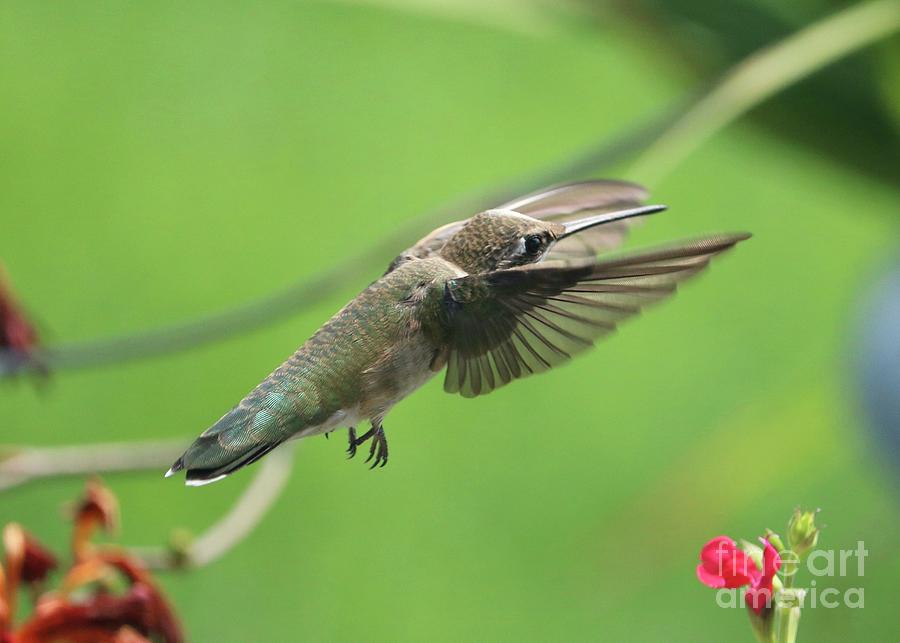 Super Hummingbird #2 Photograph by Carol Groenen
