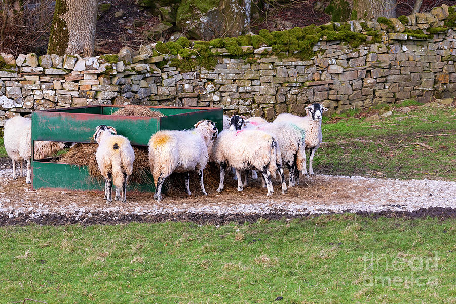 Swaledale sheep in Wensleydale Yorkshire Dales National Park #2 Photograph by Louise Heusinkveld