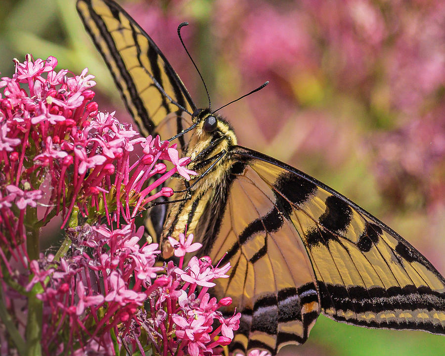 Swallowtail #2 Photograph by Mark Mille