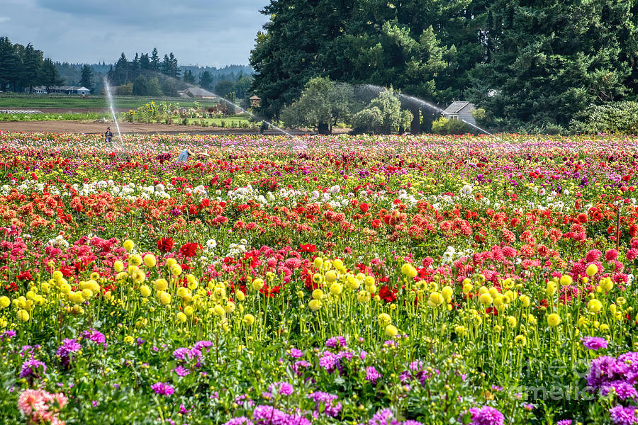 Swan Island Dahlia Farm at Dahlia Festival Photograph by