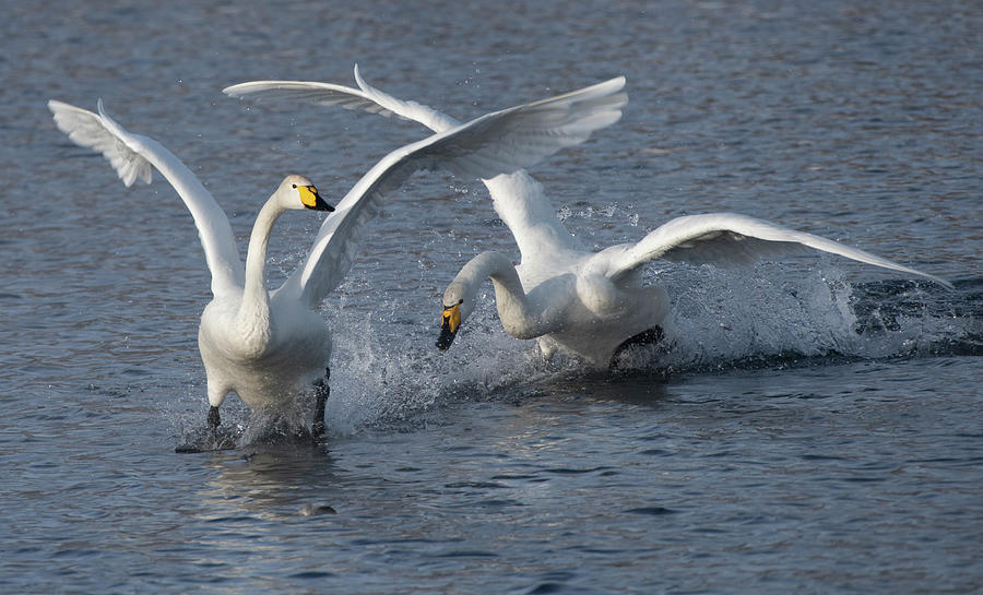 Swan's Fight Photograph by Sergey Sherstnev | Fine Art America