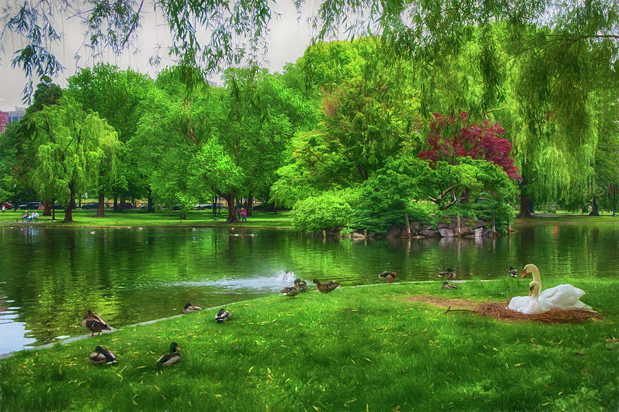 Swans in the Boston Public Garden #2 Photograph by Joann Vitali