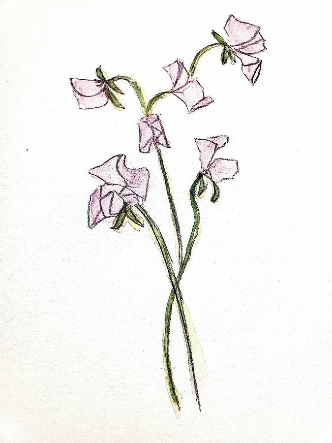 Sweet Pea #2 Painting by Margaret Welsh Willowsilk