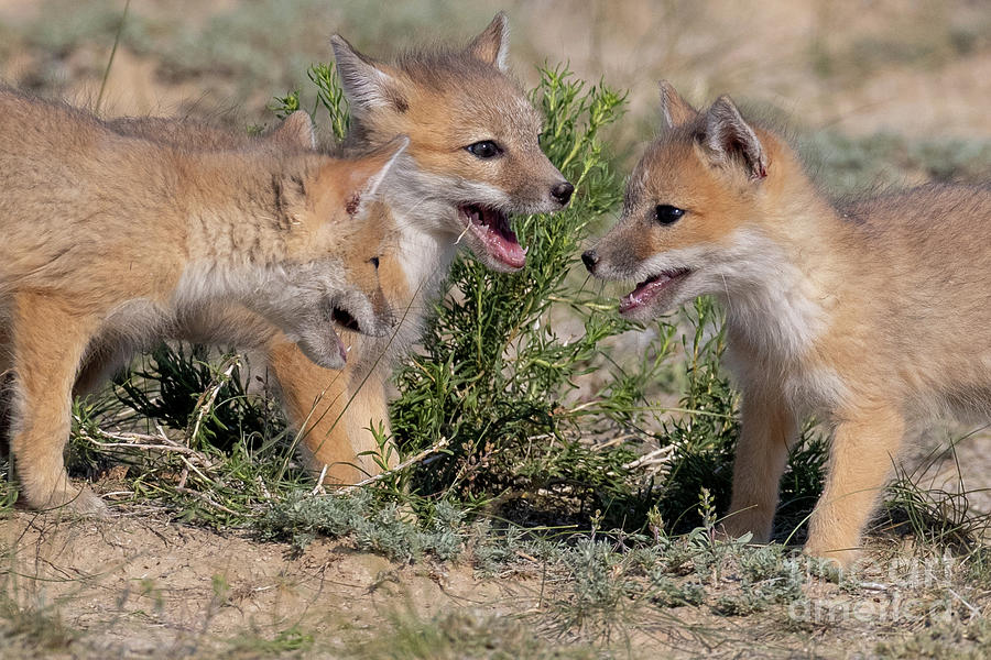 Swift Fox Kits Photograph by Greg Bergquist - Fine Art America