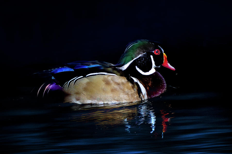 Swimming Wood Duck #2 Photograph by Mark Andrew Thomas