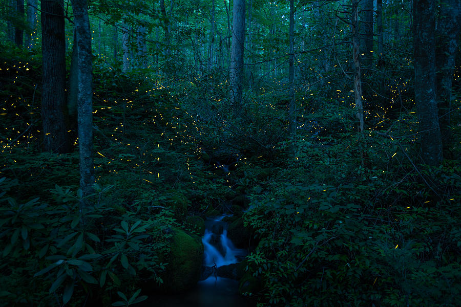 Synchronous Fireflies of the Smokies Photograph by JW Photography