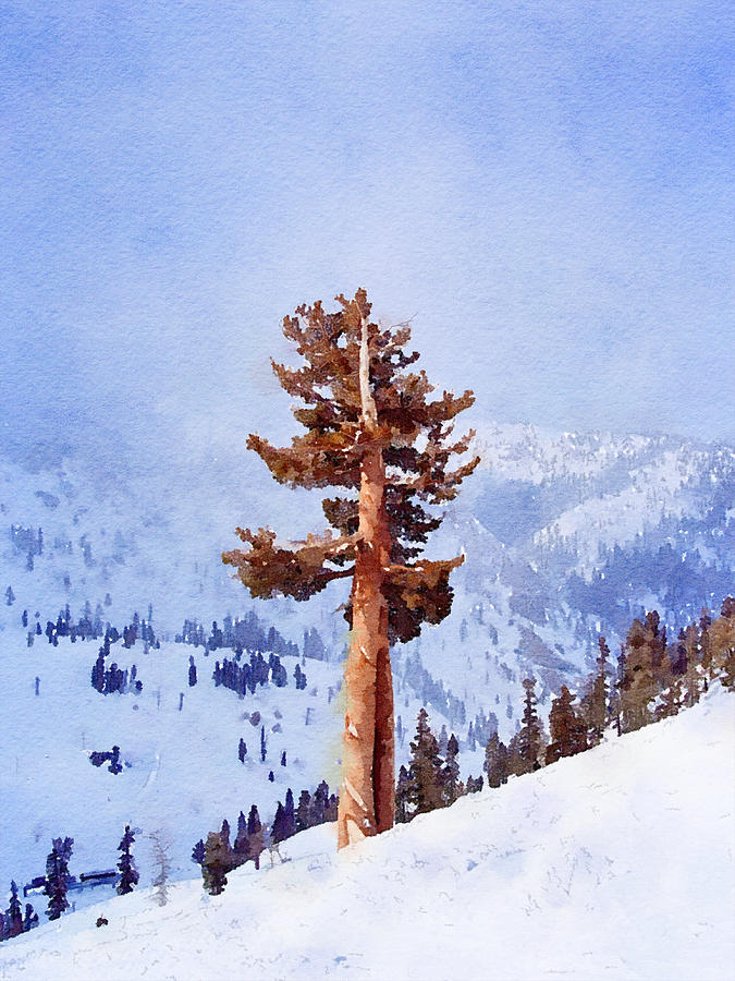 Tahoe Tree #2 Digital Art by Life Makes Art