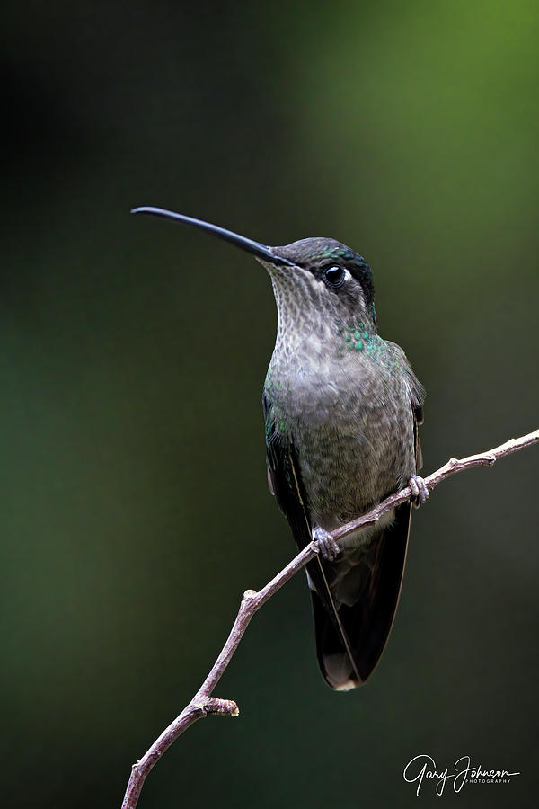 Talamanca Hummingbird Photograph by Gary Johnson