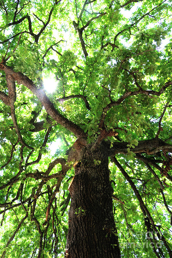 Tall tree canopy outdoors Photograph by Milleflore Images | Fine Art ...