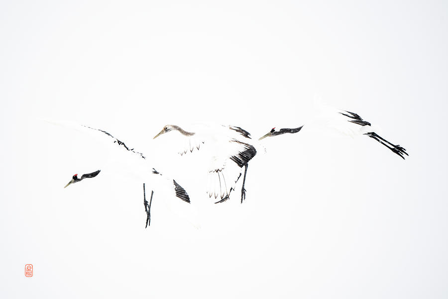 Tancho crane Photograph by Yoshiki Nakamura
