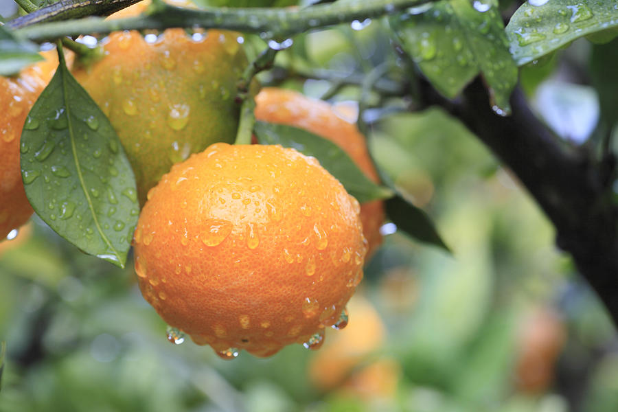 Tangerines, Japan #2 Photograph by SHOSEI/Aflo