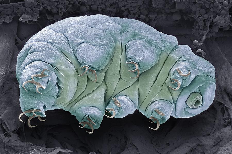 Tardigrade, SEM #2 Photograph by Steve Gschmeissner/science Photo Library