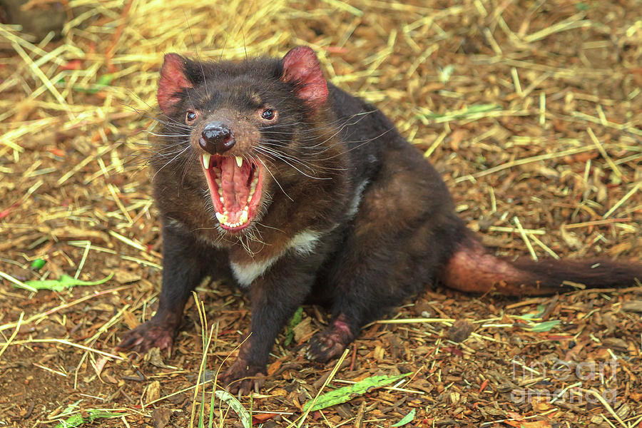Tasmanian Devil Angry #2 Photograph by Benny Marty