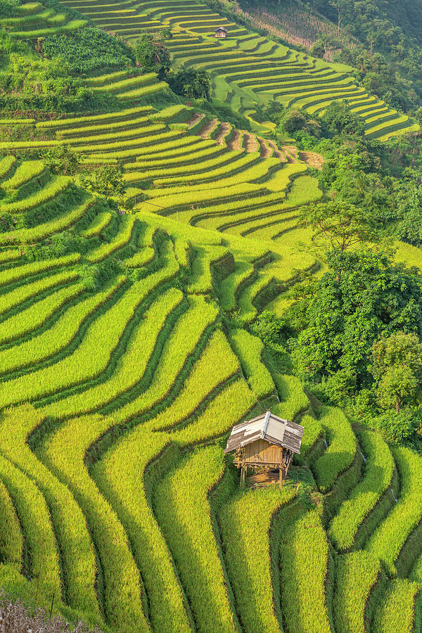 Terrace rice fields in Mu Cang Chai Photograph by Gavriel Jecan - Fine ...