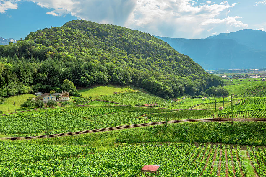 Terraced vineyards Vaud #2 Photograph by Benny Marty