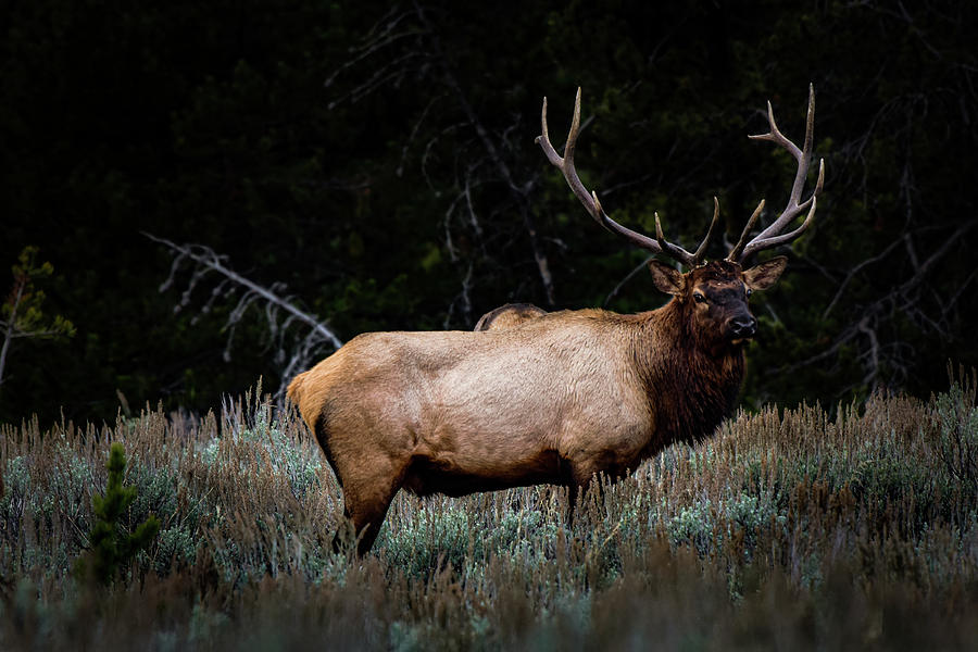 Teton Elk Photograph by Dwight Eddington - Fine Art America