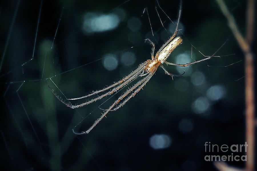 Tetragnatha extensa Common Stretch Spider Photograph by Frank Ramspott