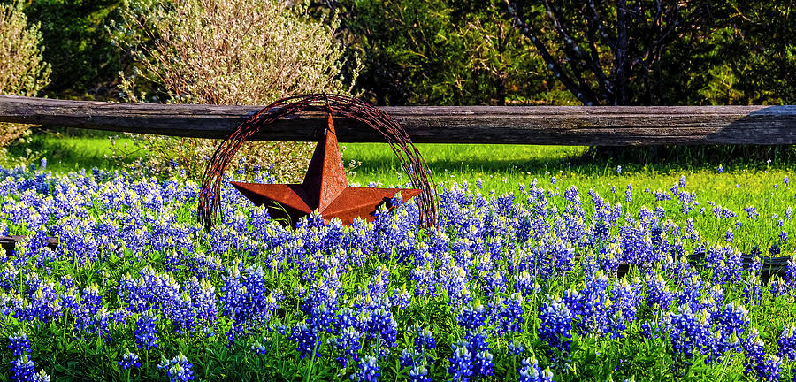 Texas Bluebonnets 2015_01 Photograph