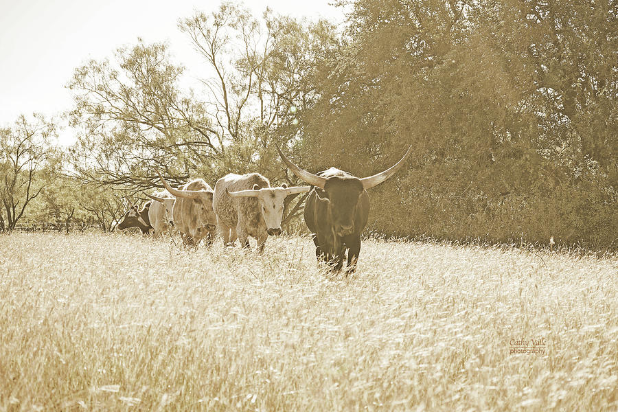 Texas longhorn bull #2 Photograph by Cathy Valle
