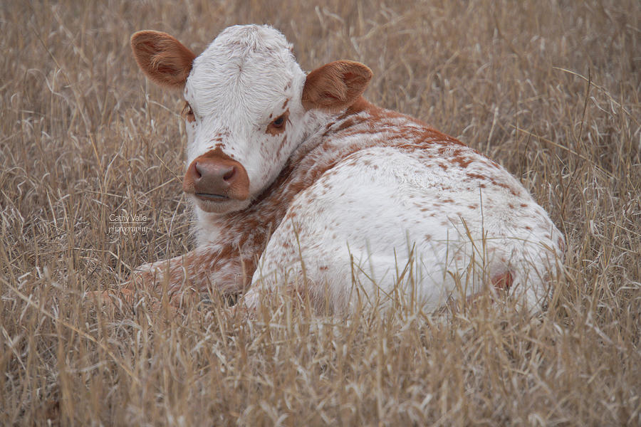 Texas longhorn calf #2 Photograph by Cathy Valle