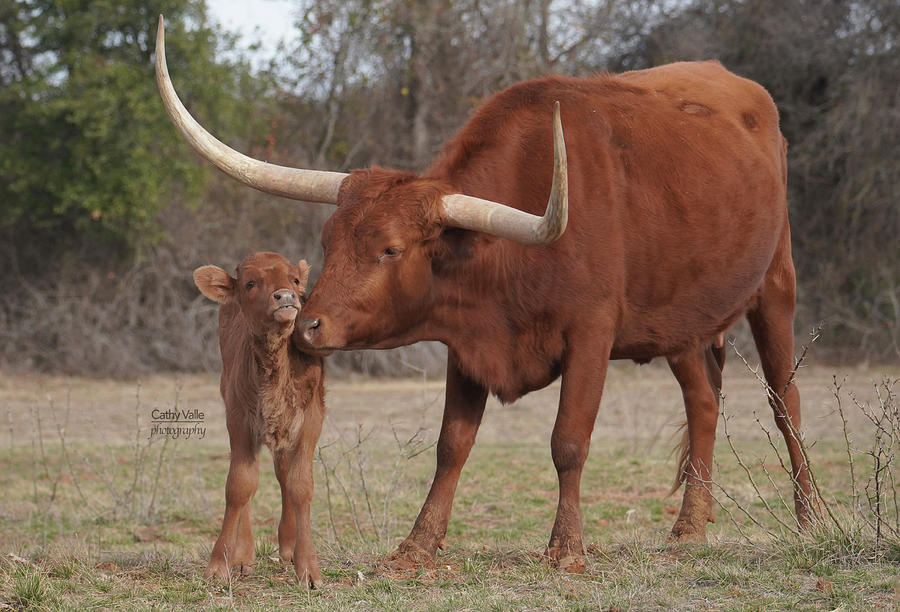 Texas longhorn cow and calf #3 Photograph by Cathy Valle