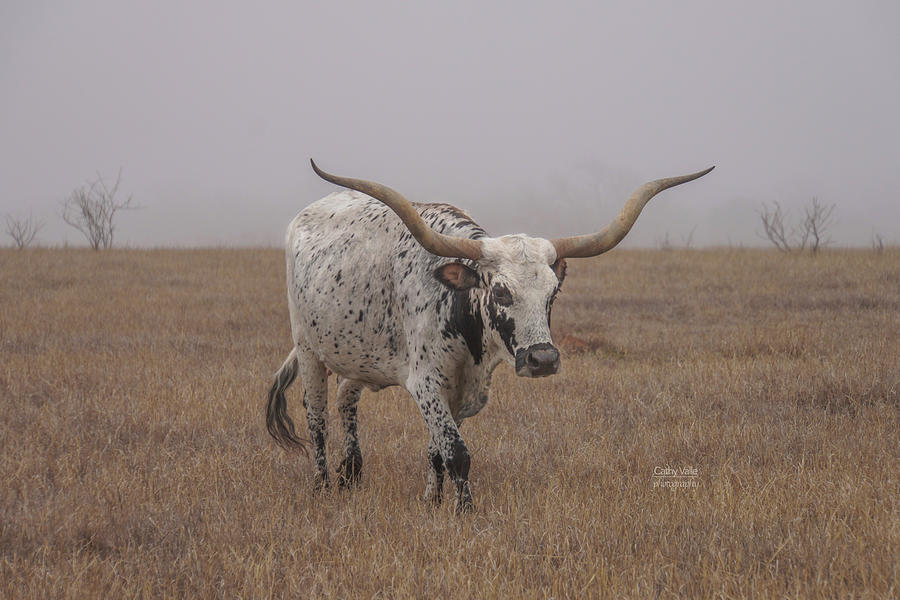 Texas longhorn cow print #3 Photograph by Cathy Valle