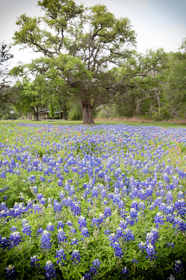 Texas wildflowers in bloom #2 Photograph by image by WMay