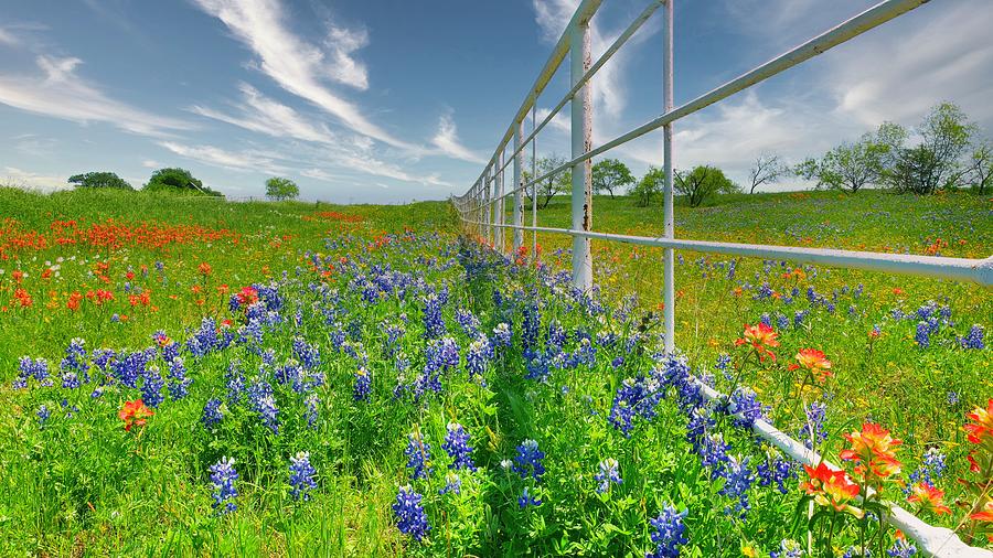  Wildflowers on the fenceline Photograph by John Babis