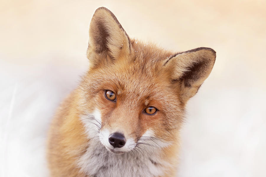 Animal Photograph - That Foxy Face #2 by Roeselien Raimond