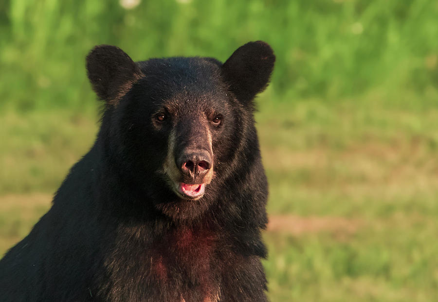The American Black Bear #2 Photograph by Sandra Js