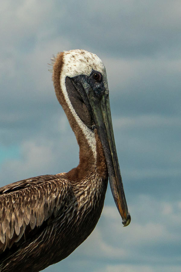 The Brown Pelican  #2 Photograph by Sandra Js