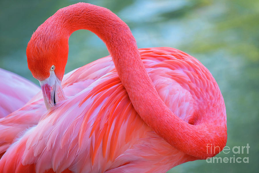 The Caribbean Flamingo #2 Photograph by Julia Hiebaum