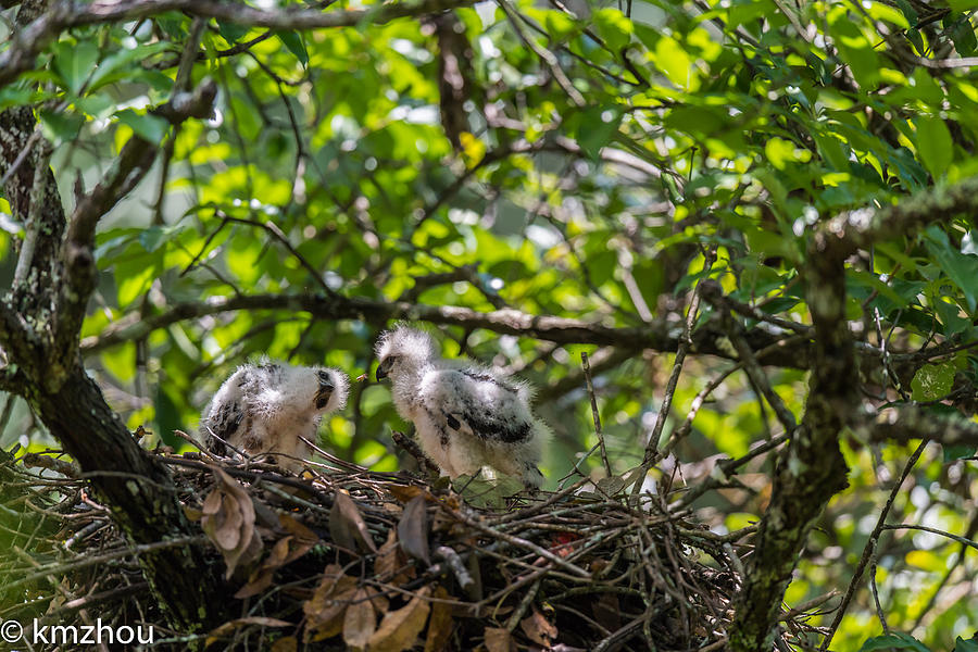 The Crested Goshawk and their babies #2 Photograph by Zhouyousifang