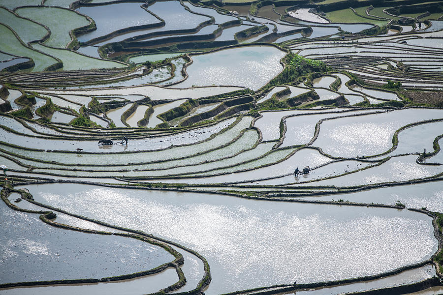 The farmer planted rice seedlings in the terrace #2 Photograph by Zhouyousifang