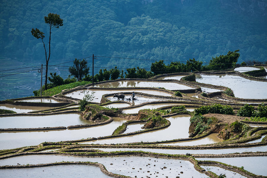 The farmer plow in the terraced fields #2 Photograph by Zhouyousifang