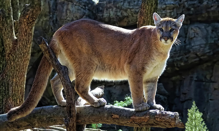 The Great Puma Photograph by Barbara Elizabeth - Fine Art America