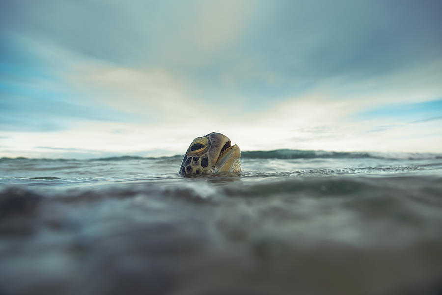 The green sea turtle (Chelonia mydas), Hikkaduwa. #2 Photograph by Danilovi