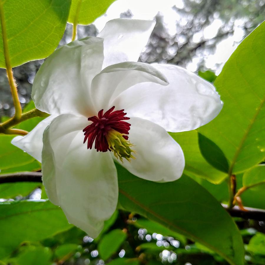 The Last Wilsons Magnolia Bloom Photograph by Darrell MacIver