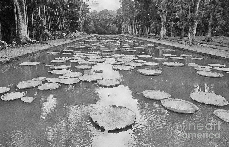Africa Digital Art - The Lily Ponds of Pamplemousse Botanic Garden #2 by Jules Walters