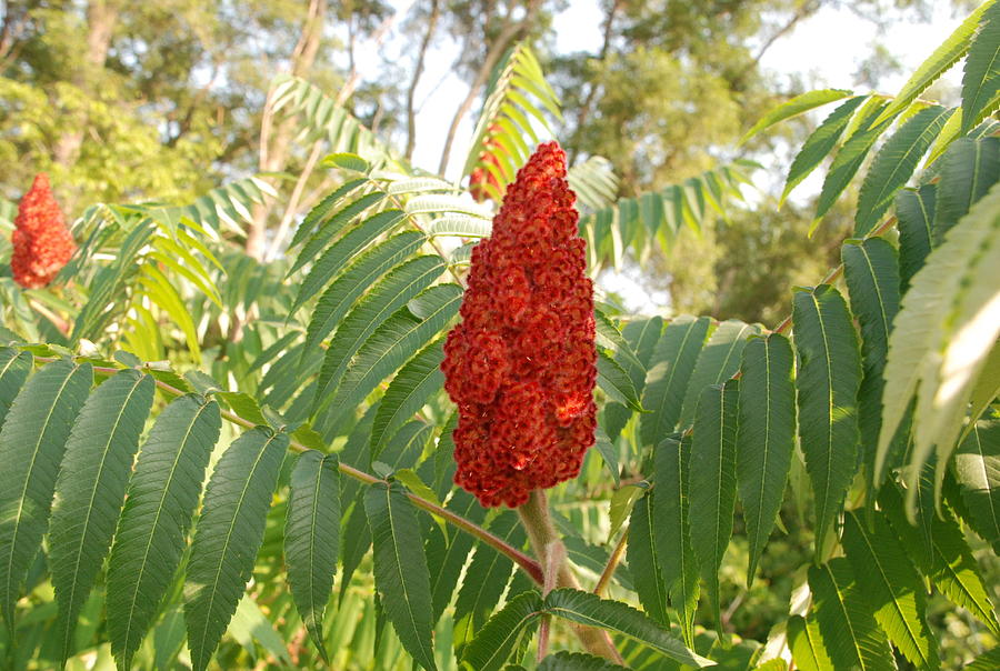 The Staghorn Sumac Plant #3 Photograph by Ee Photography