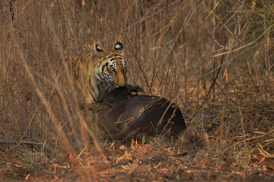 The predator #2 Photograph by Kiran Joshi