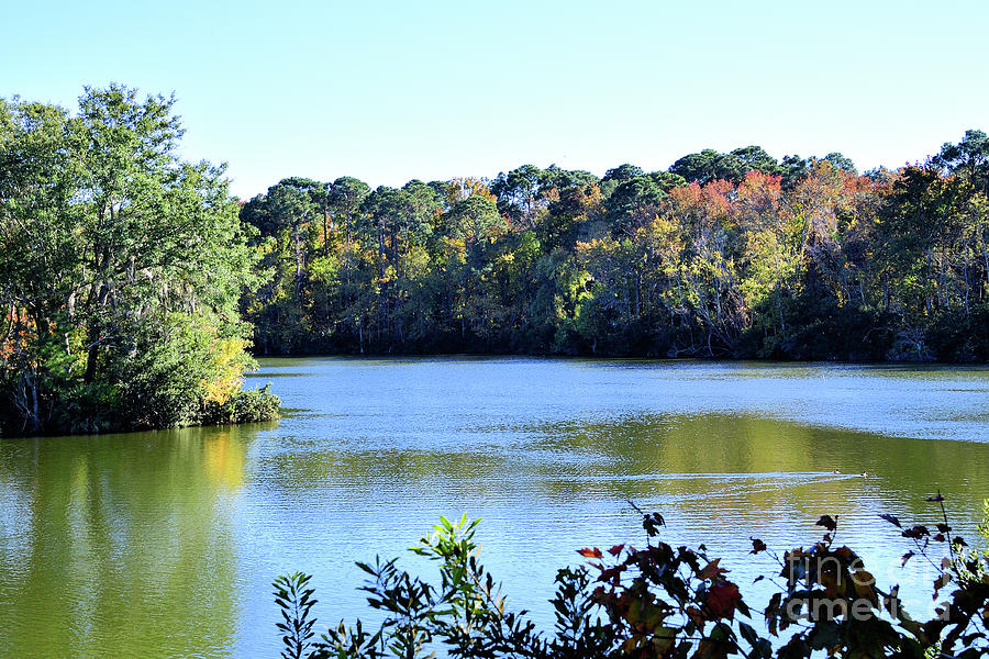 The Sea Pines Forest Preserve At Hilton Head Photograph